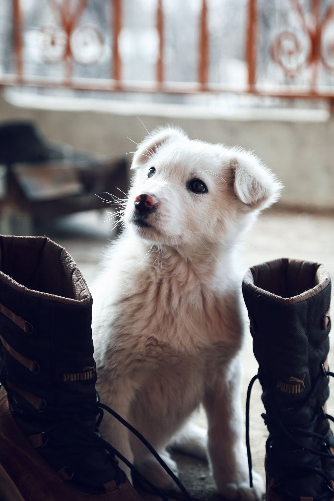 Cachorro blanco sentado entre unas botas