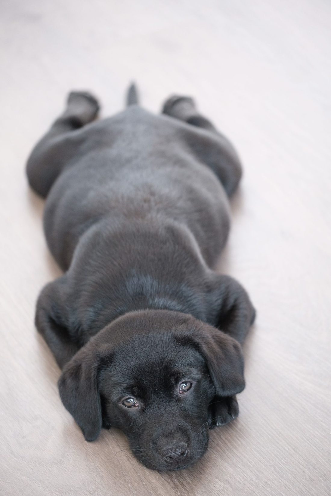Cachorro de labrador negro tumbado tranquilo en el suelo de casa