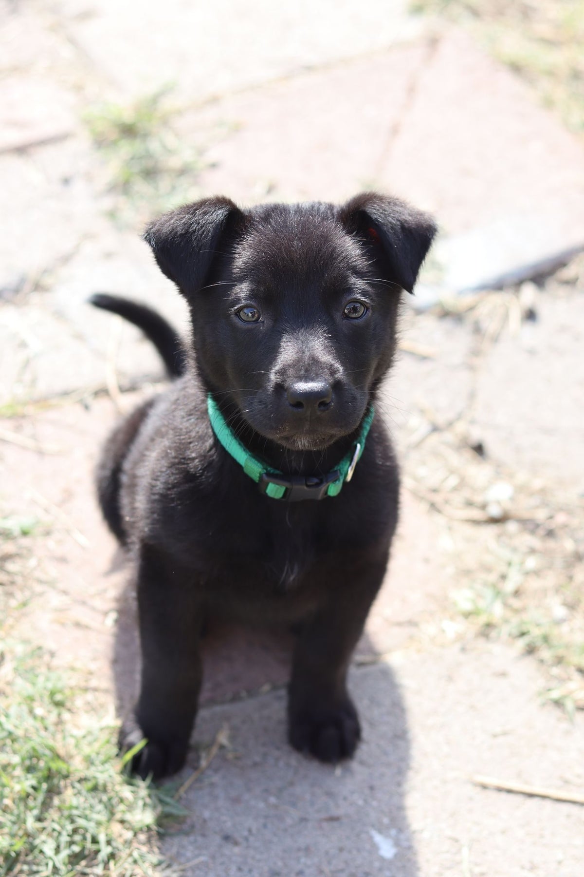 Cachorro negro sentado mirando a cámara